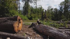 Best Seasonal Cleanup (Spring/Fall)  in Montebello, CA