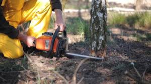 How Our Tree Care Process Works  in  Montebello, CA