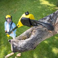 Best Lawn Renovation and Restoration  in Montebello, CA