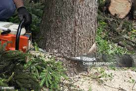 Montebello, CA Tree Services Company