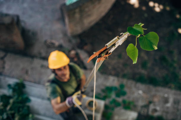 Best Tree and Shrub Care  in Montebello, CA