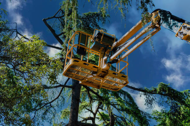 Best Hazardous Tree Removal  in Montebello, CA