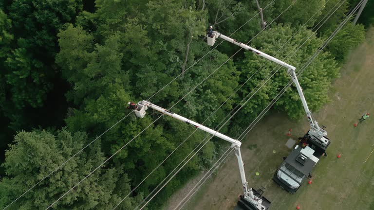 Best Commercial Tree Services  in Montebello, CA
