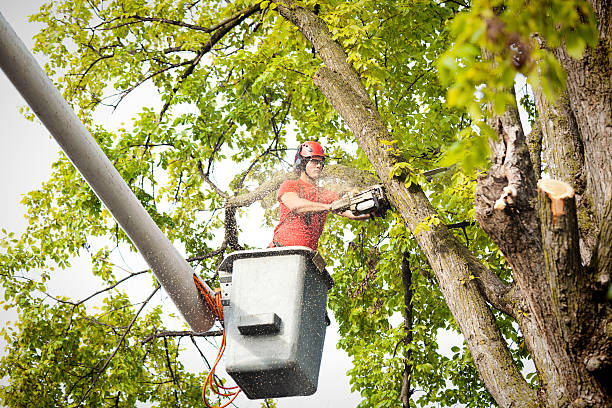 Best Tree Maintenance Programs  in Montebello, CA