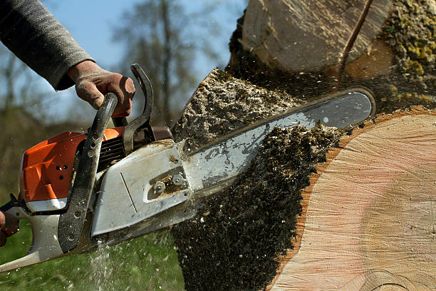 Best Lawn Maintenance Plans  in Montebello, CA